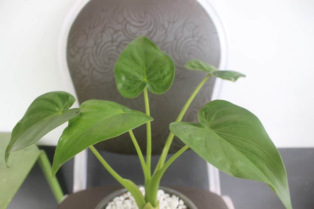 alocasia leaves drooping