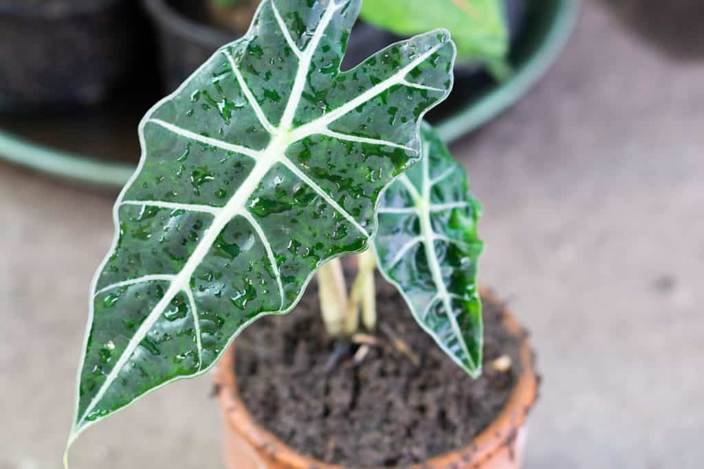 why do alocasia like to be root bound