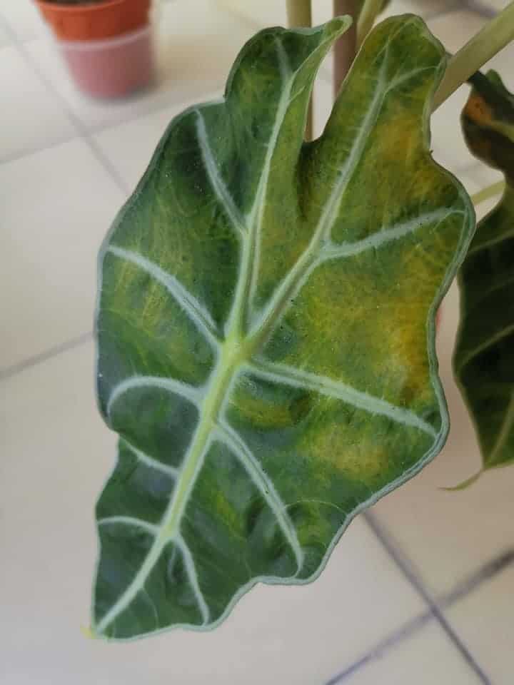 alocasia leaves yellowing