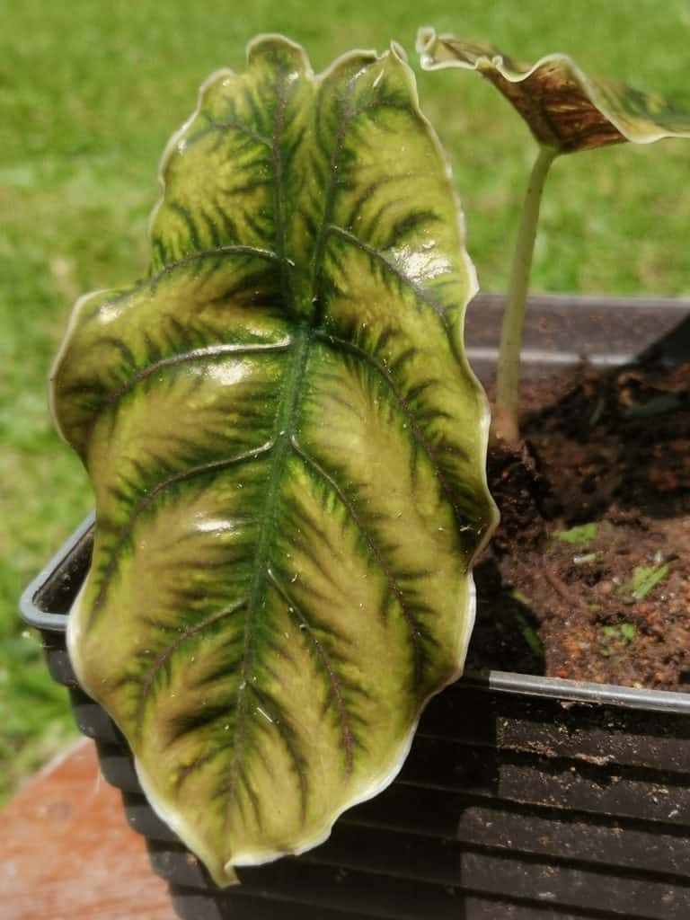 alocasia yellow leaves