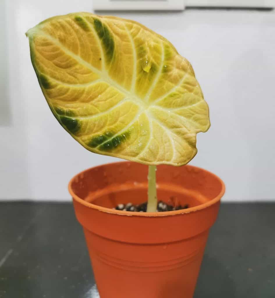 alocasia leaves turning yellow