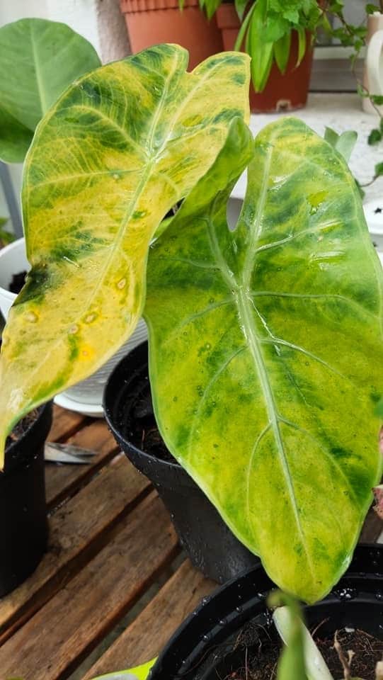 yellowing alocasia leaves