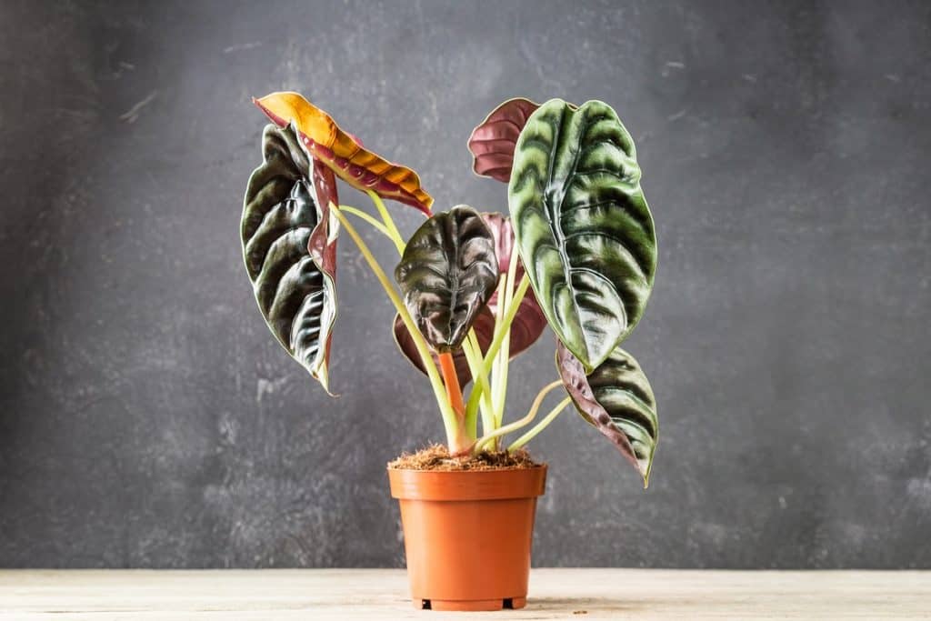 alocasia root rot causes