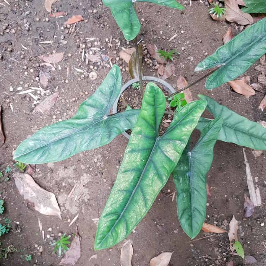 Alocasia heterophylla 'Green Veins'