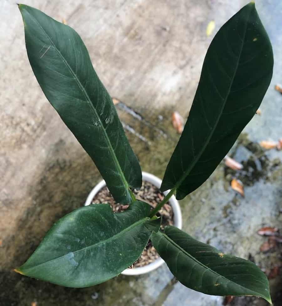 Alocasia lancifolia