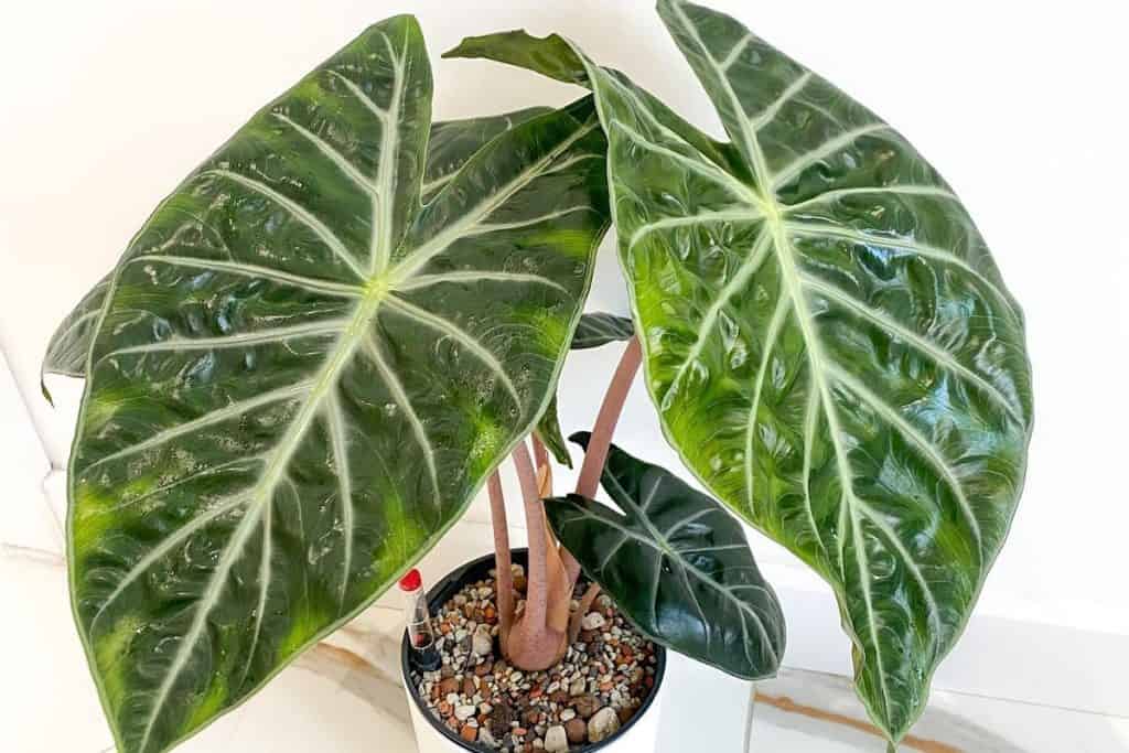 alocasia pink dragon leaves turning yellow