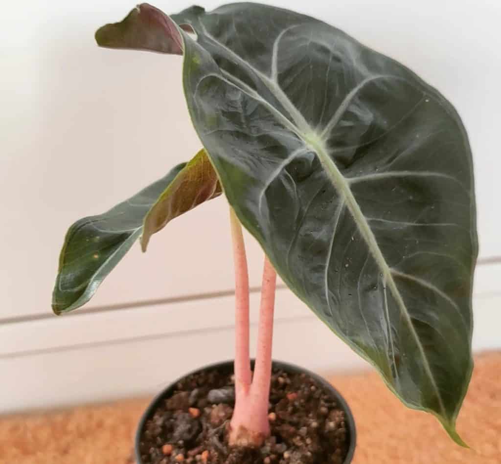 alocasia pink dragon leaves turning yellow