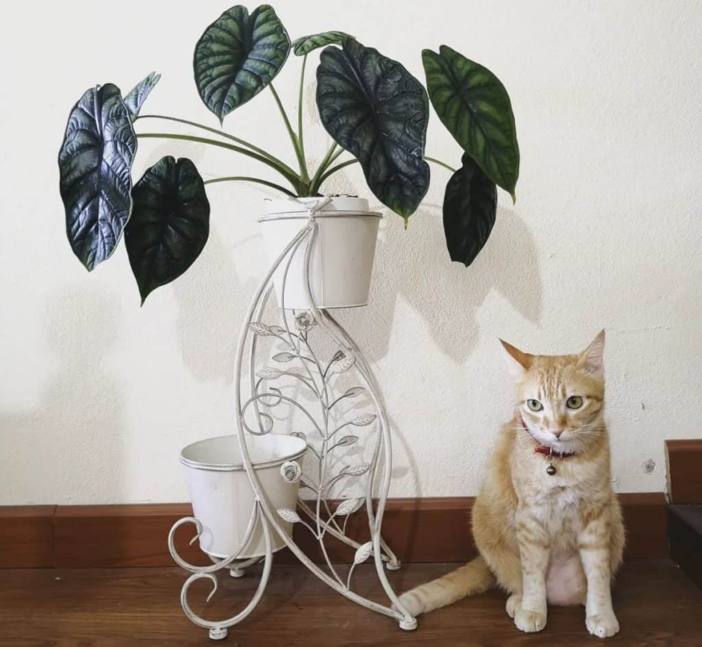 alocasia poisoning in cats