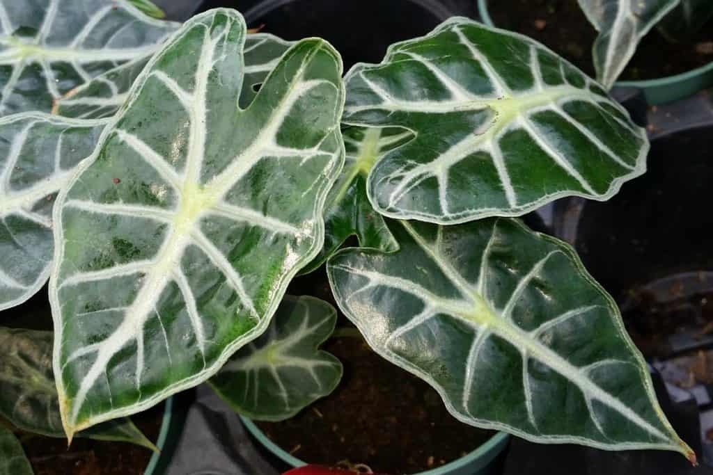 alocasia polly leaves turning yellow