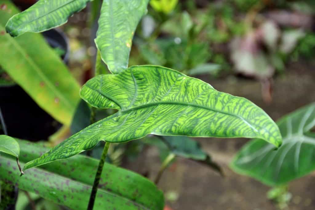are alocasia toxic to dogs