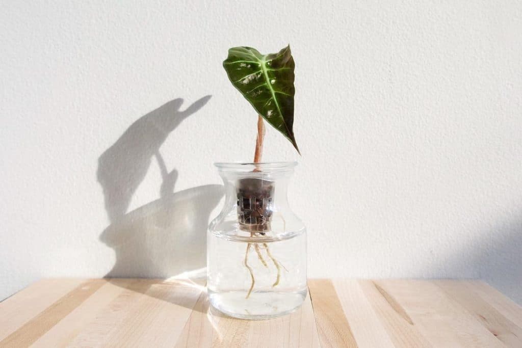 can alocasia grow in water
