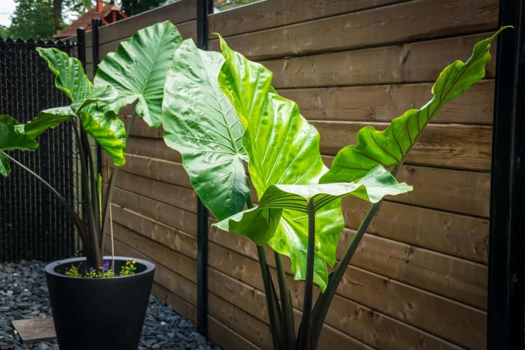 what if my cat eats Alocasia