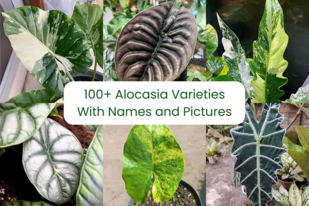 alocasia varieties with names and pictures