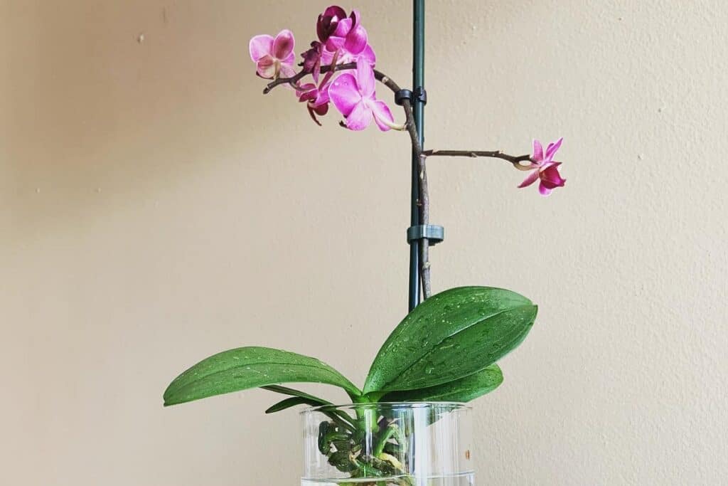 how to grow orchids in water