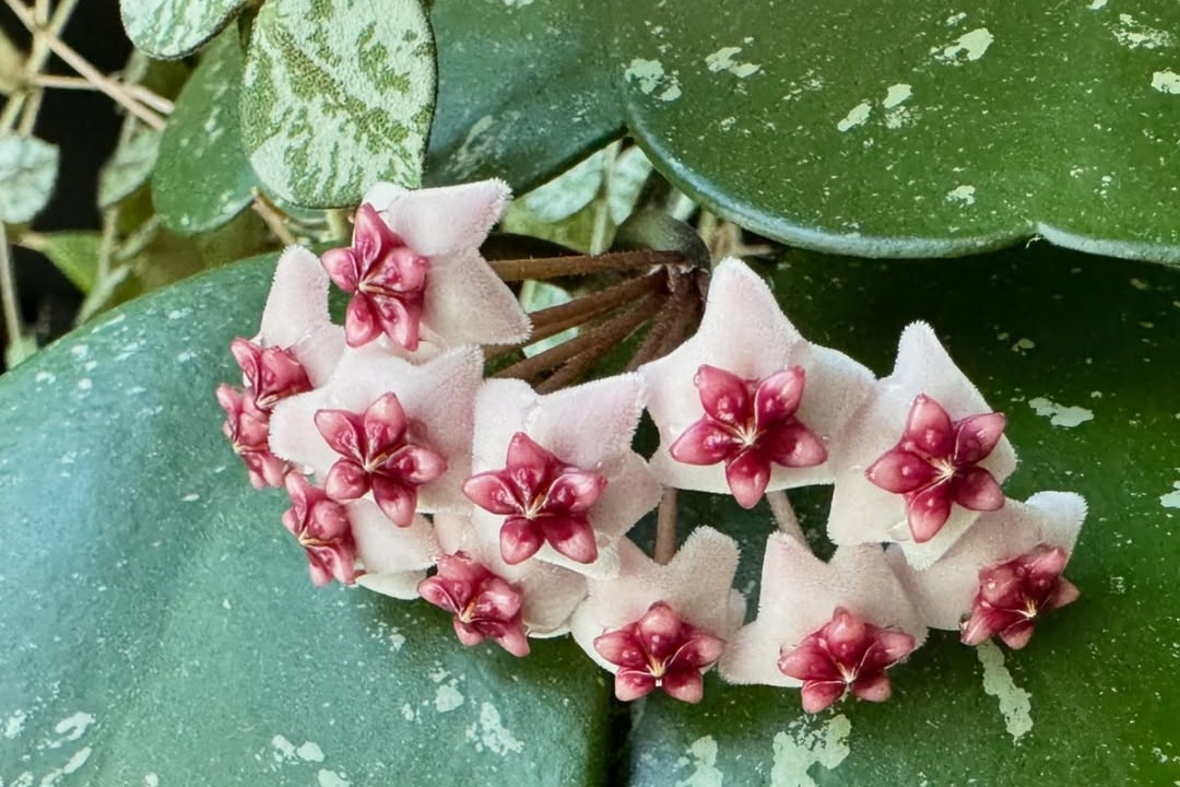 Everything You Need To Know About Hoya Obovata Houseplant Alley