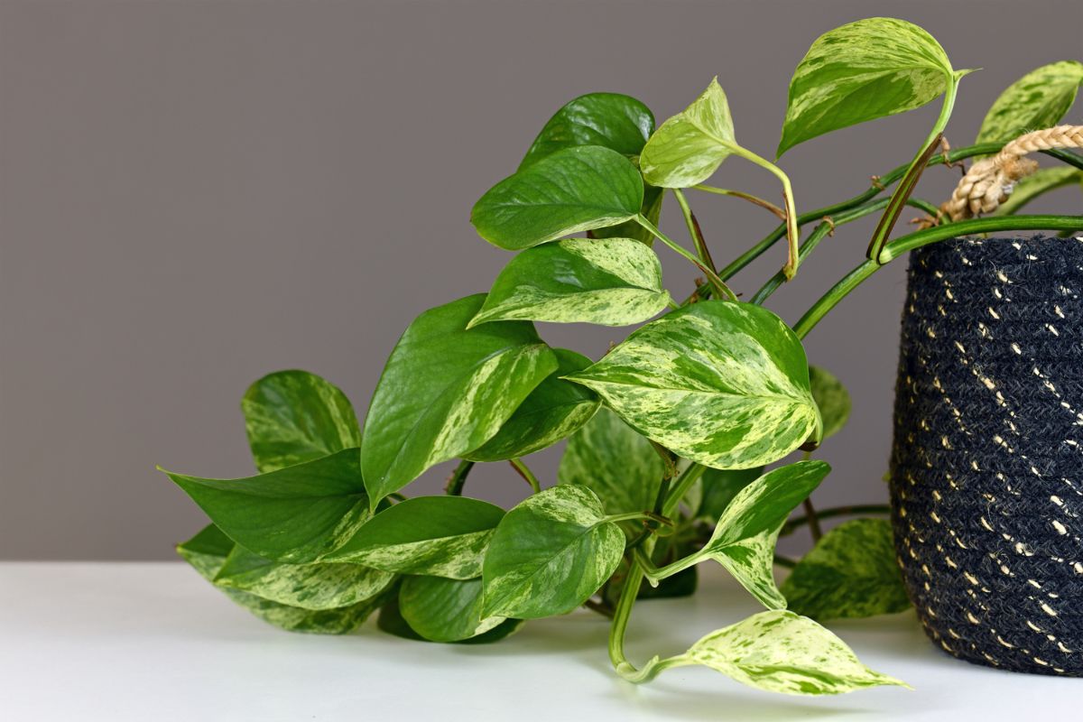 The Ultimate Indoor Care Guide For Pothos Epipremnum Aureum