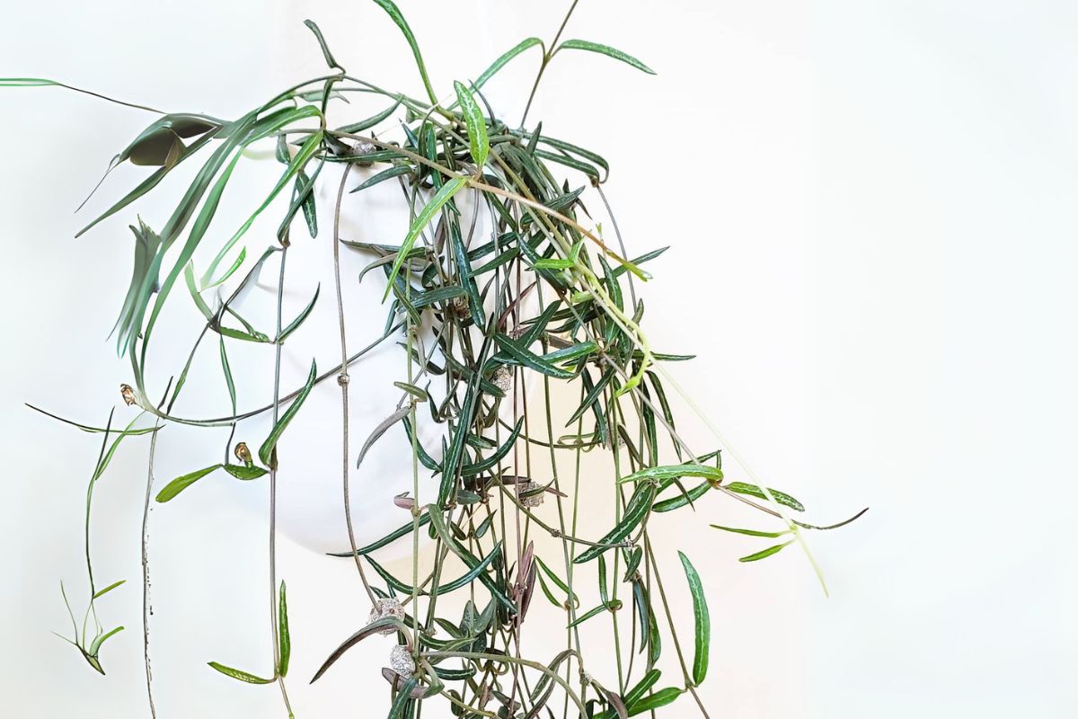 The Ultimate Indoor Care Guide For String Of Needles Ceropegia