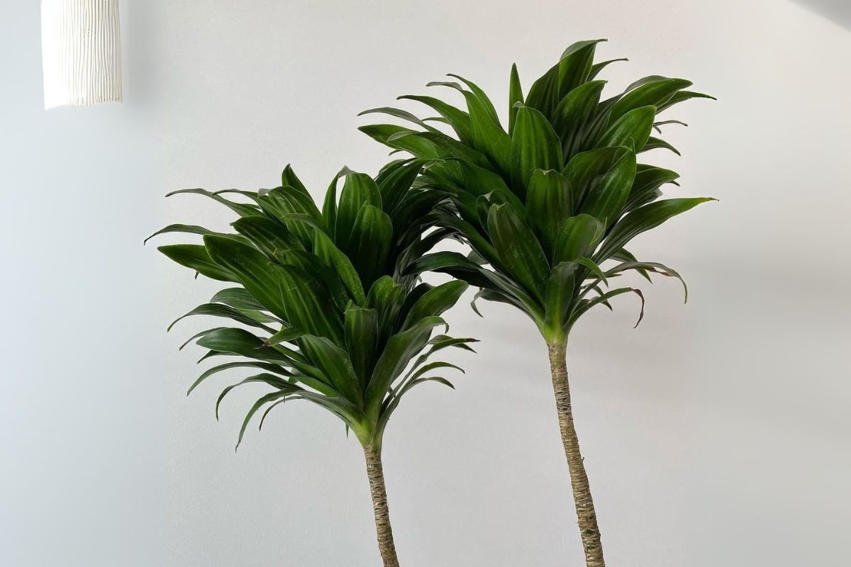 The Ultimate Indoor Care Guide For Dracaena Plants Houseplant Alley