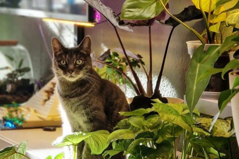 alocasia toxic to cats