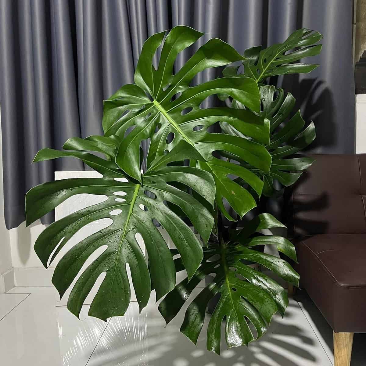 Monstera Houseplant Alley