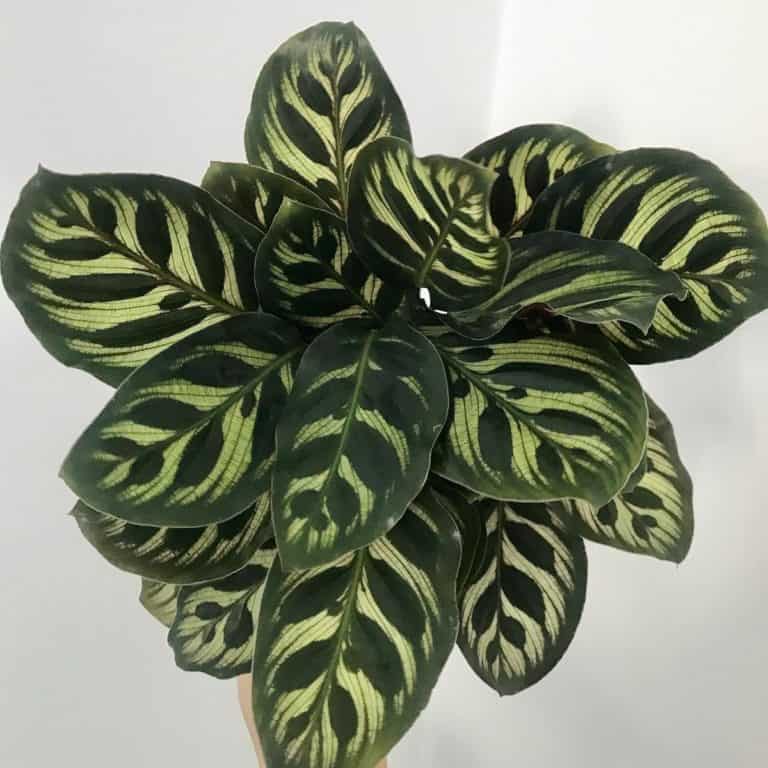 Calathea Houseplant Alley