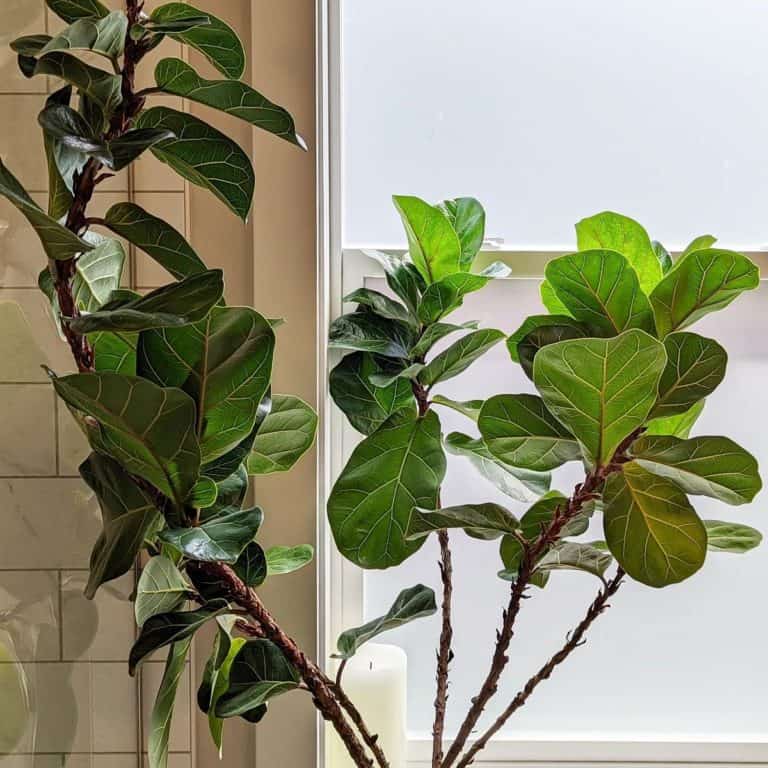 How To Clean Fiddle Leaf Fig Leaves Houseplant Alley