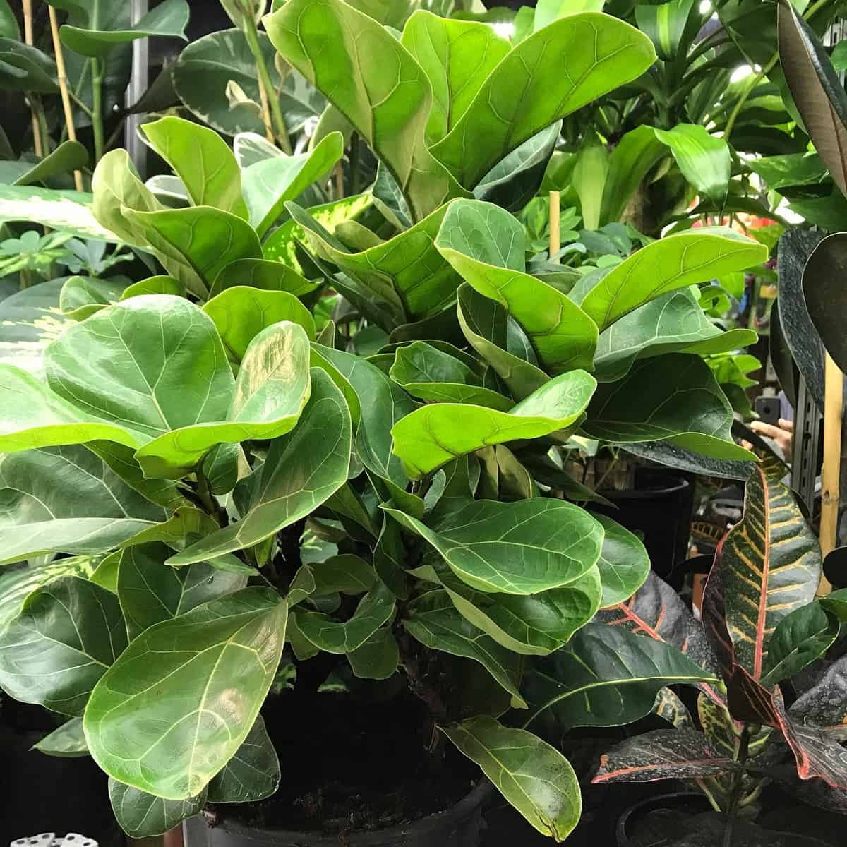 How To Clean Fiddle Leaf Fig Leaves Houseplant Alley