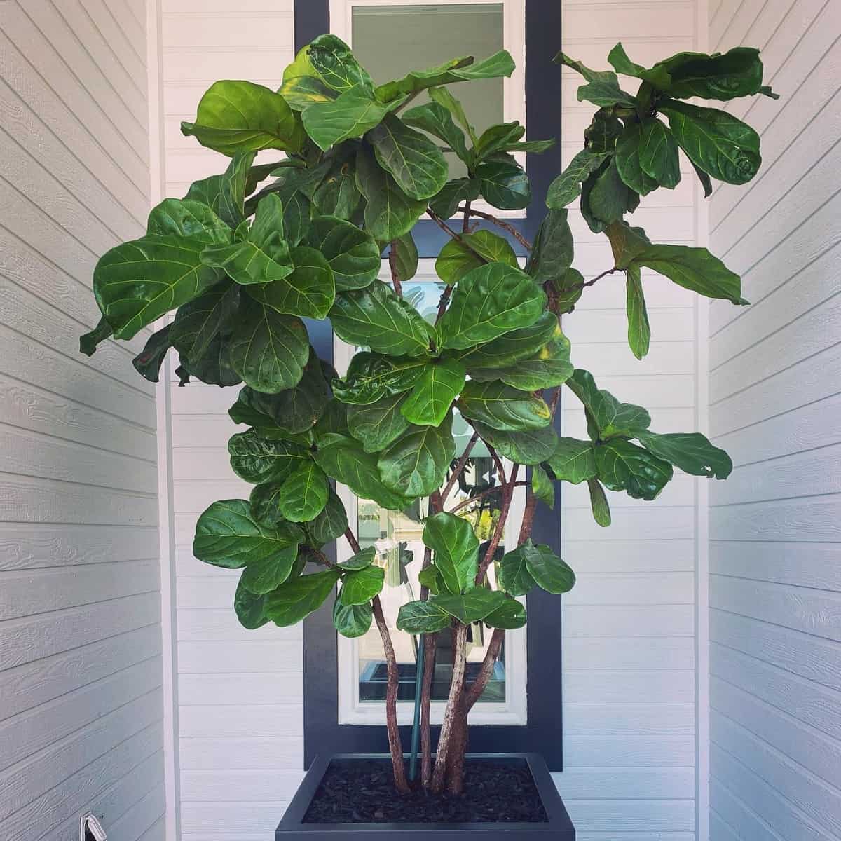 How To Clean Fiddle Leaf Fig Leaves Houseplant Alley