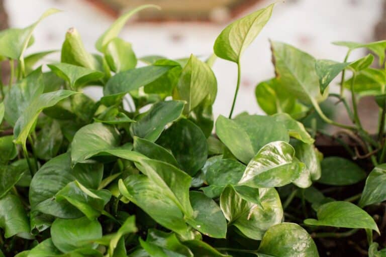 pothos leaves curling