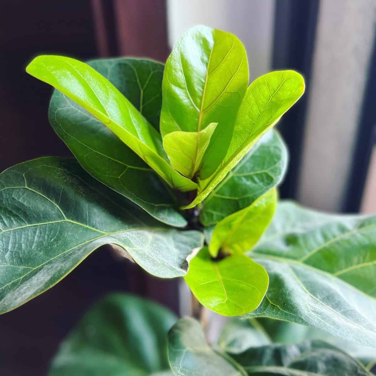 How To Clean Fiddle Leaf Fig Leaves Houseplant Alley