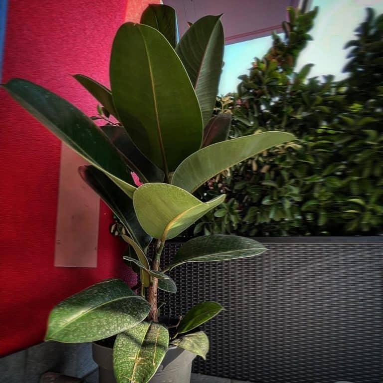 Rubber Plant Houseplant Alley