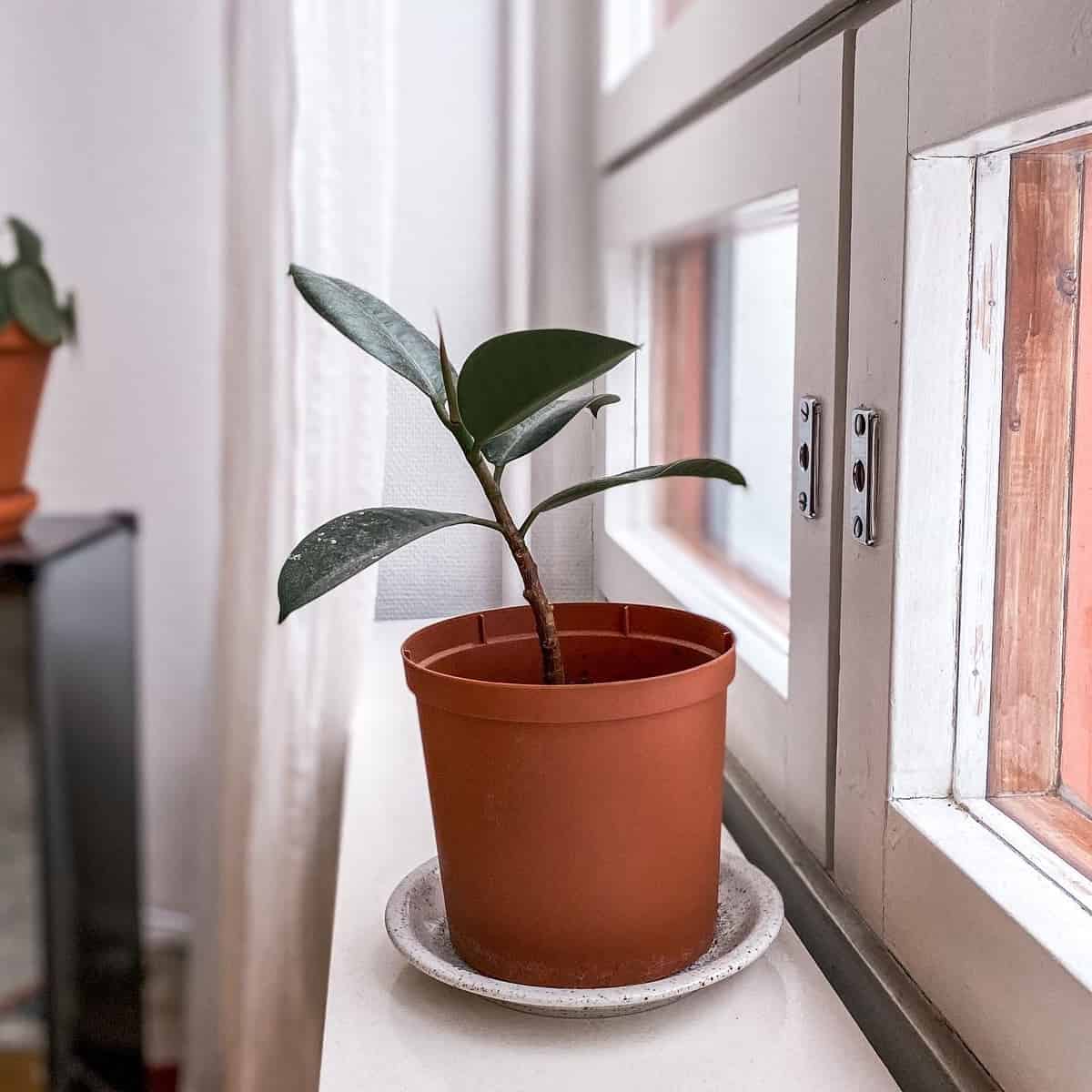 Rubber Plant Houseplant Alley