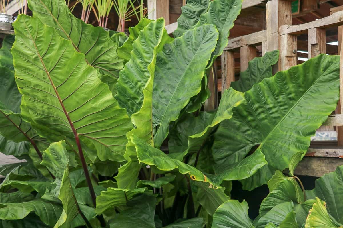 Alocasia vs Colocasia Similarities & Differences of the Elephant Ears