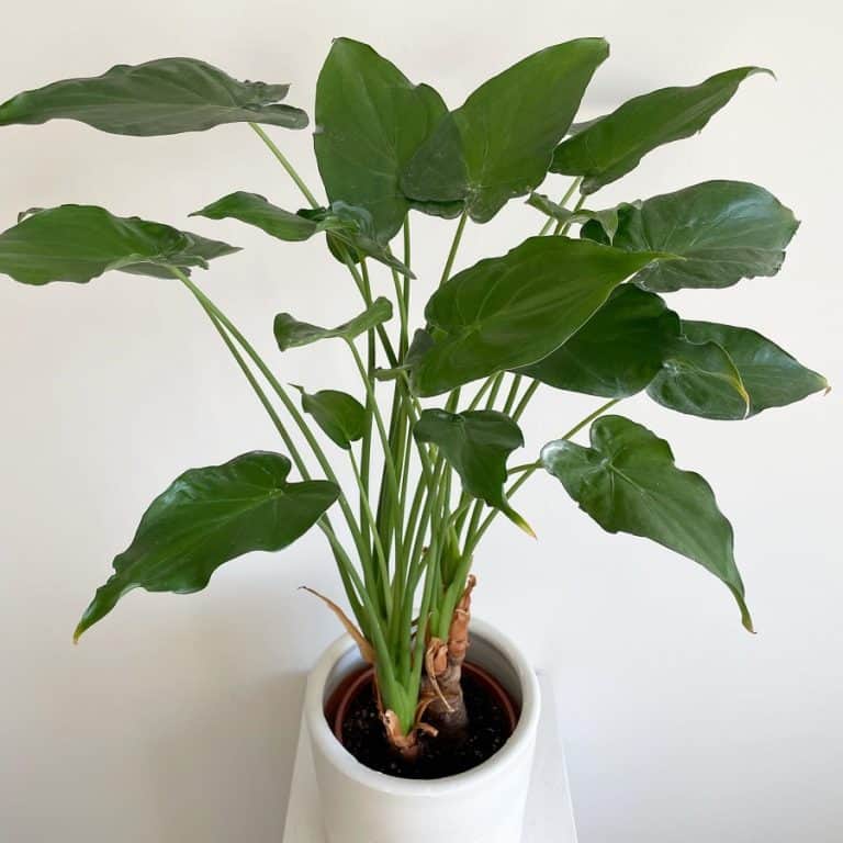 100+ Alocasia Varieties With Names and Pictures | Houseplant Alley