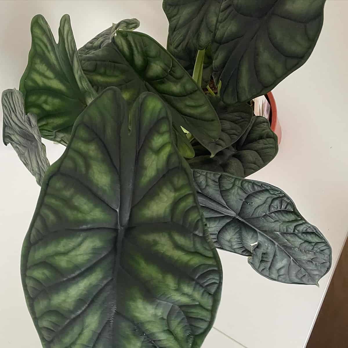 Alocasia Dragon Scale Yellowing Leaves 13 Causes and Solutions