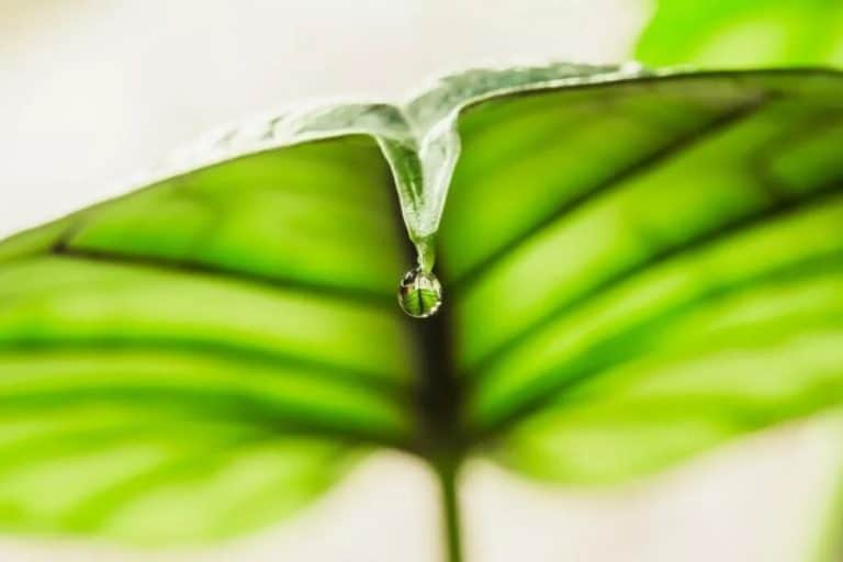 alocasia dripping water