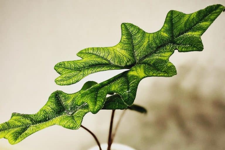 alocasia jacklyn turning yellow