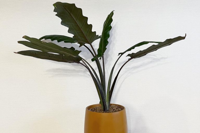 alocasia lauterbachiana yellow leaves