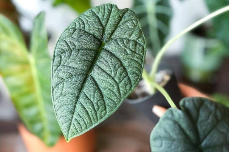 alocasia melo turning yellow