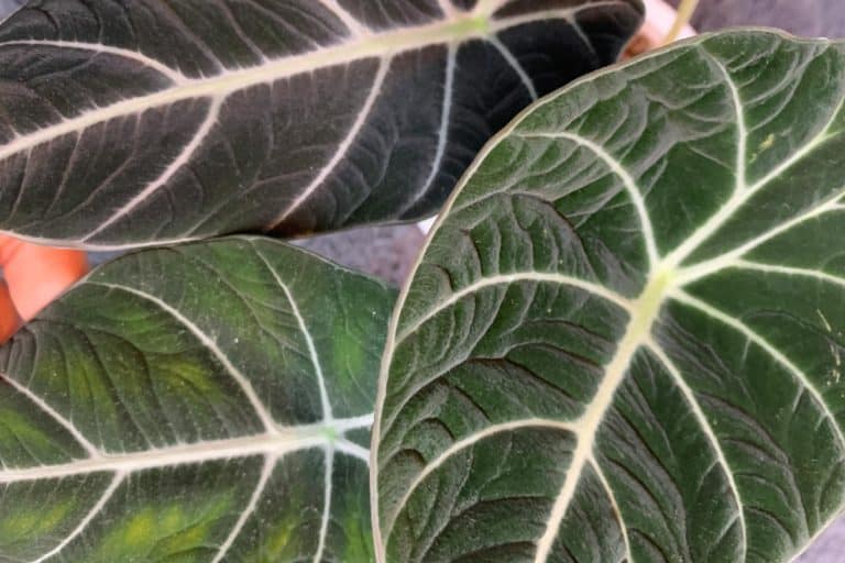 is alocasia black velvet poisonous
