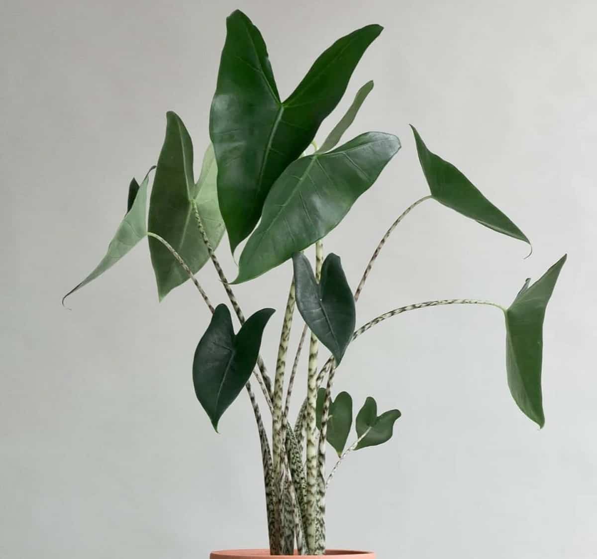 Is Alocasia Zebrina Toxic To Cats? [Symptoms, Treatment & Prevention