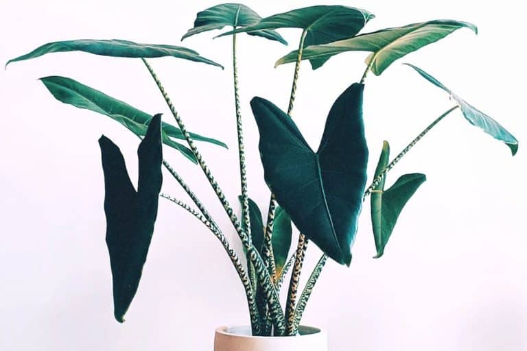 is alocasia zebrina toxic to cats