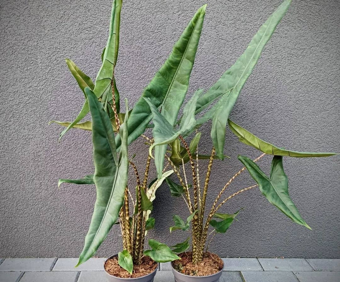 Is Alocasia Zebrina Toxic To Cats? [Symptoms, Treatment & Prevention