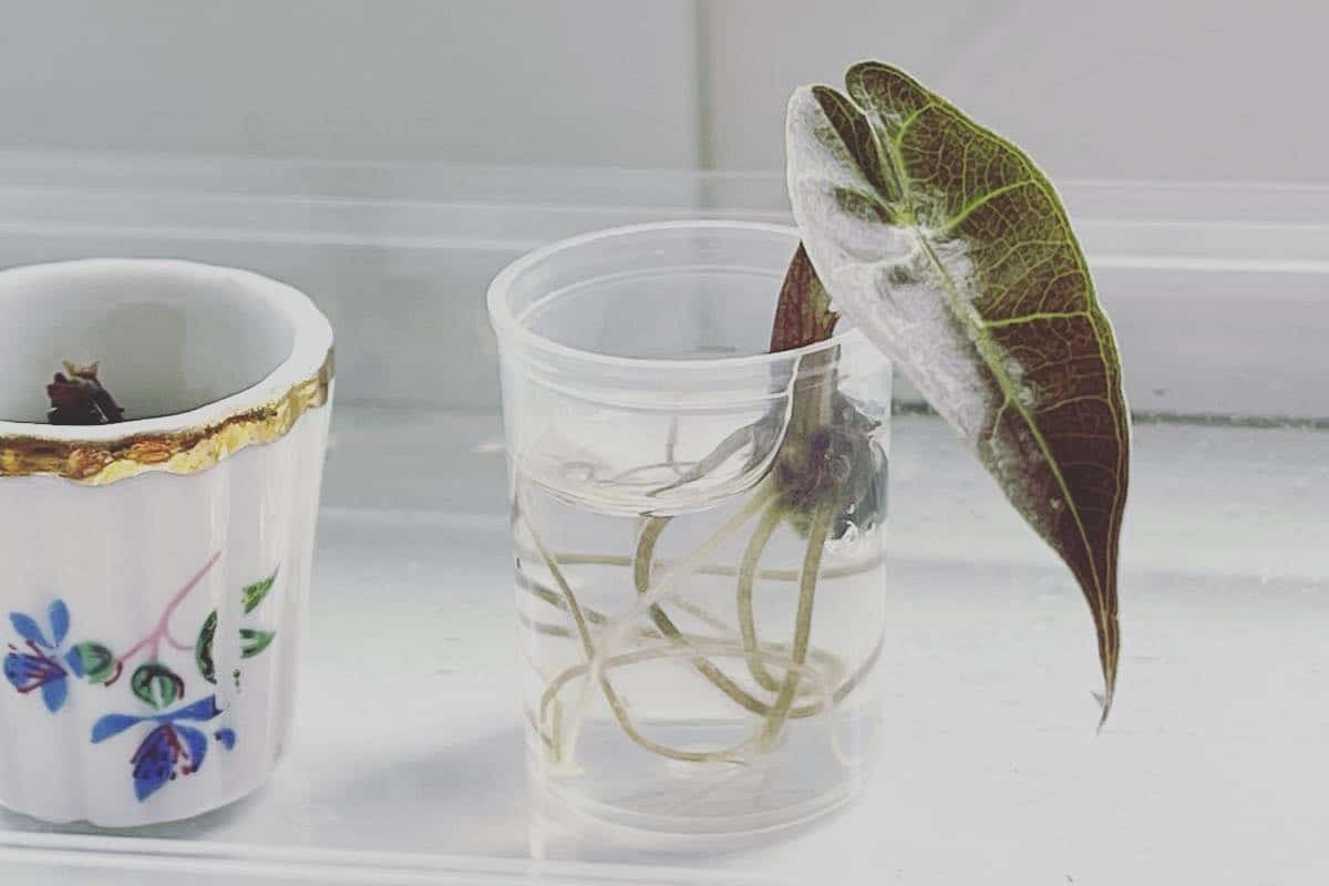 Can Alocasia Grow In Water? [Tips + Pros & Cons] Houseplant Alley
