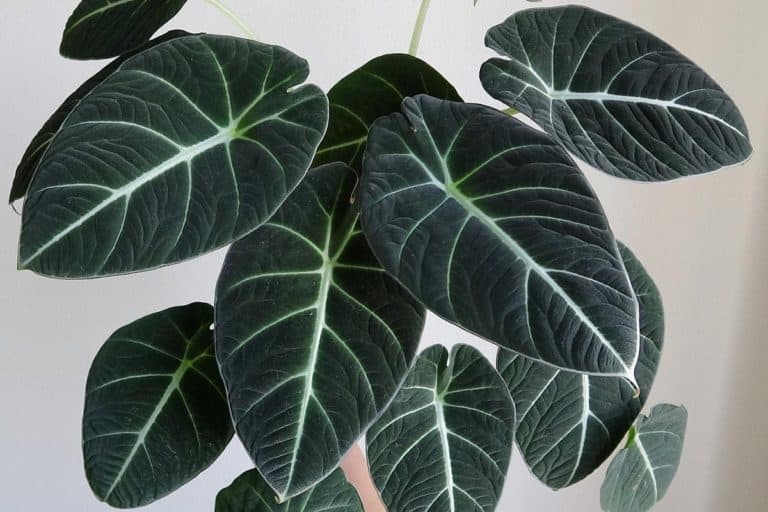 Why Is My Alocasia Black Velvet Turning Yellow