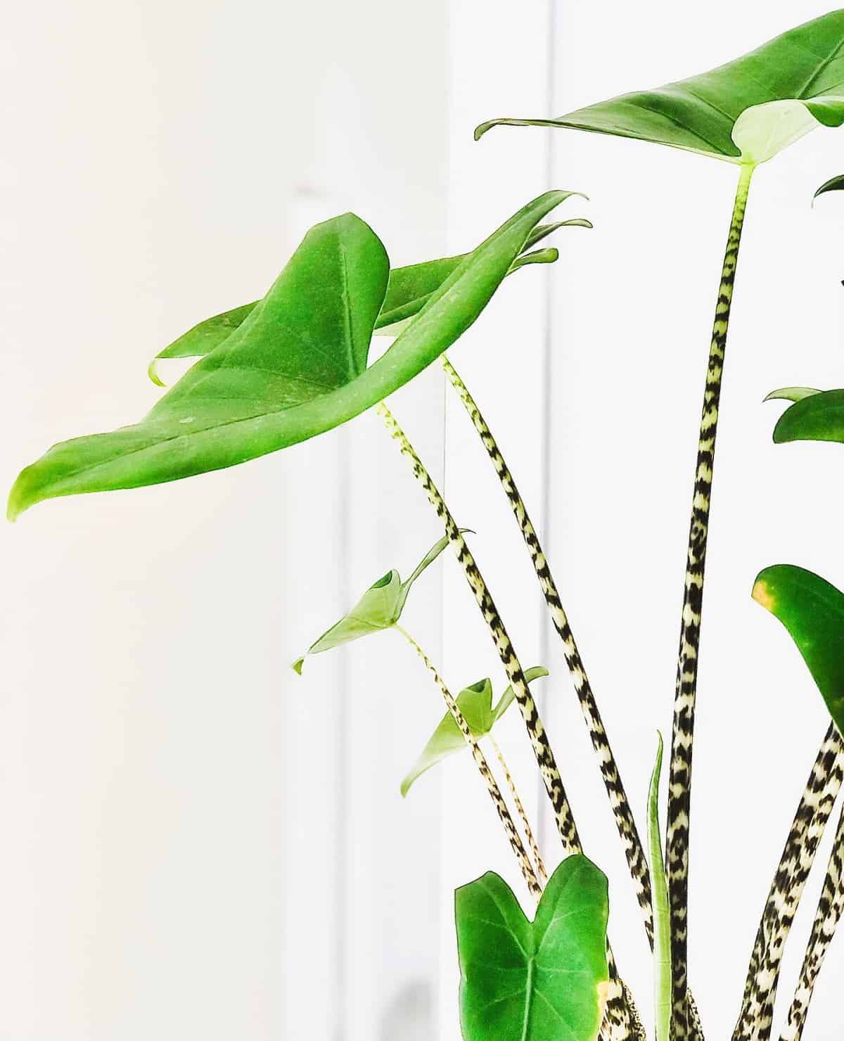 Why Is My Alocasia Zebrina Turning Yellow 13 Causes and Solutions