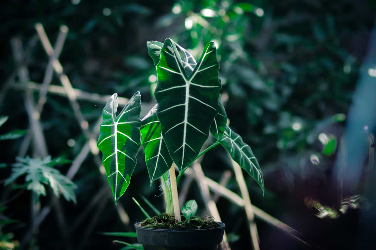 Is Alocasia Toxic To Cats? [Symptoms, Treatment & Prevention