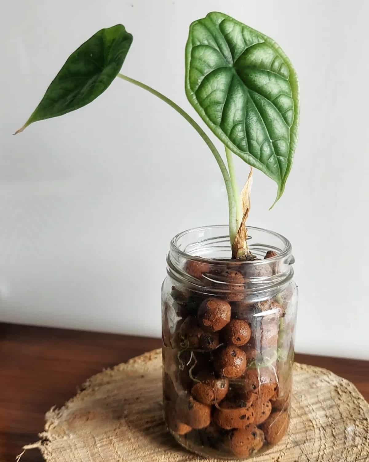 Can Alocasia Grow In Water? [Tips + Pros & Cons] Houseplant Alley