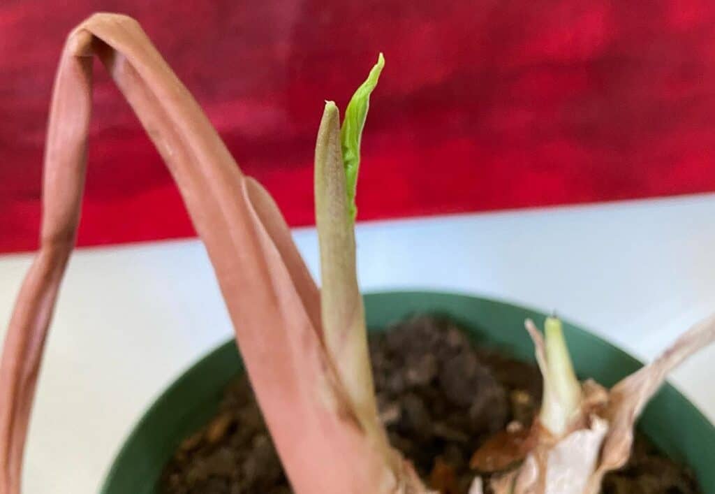 alocasia coming out of dormancy