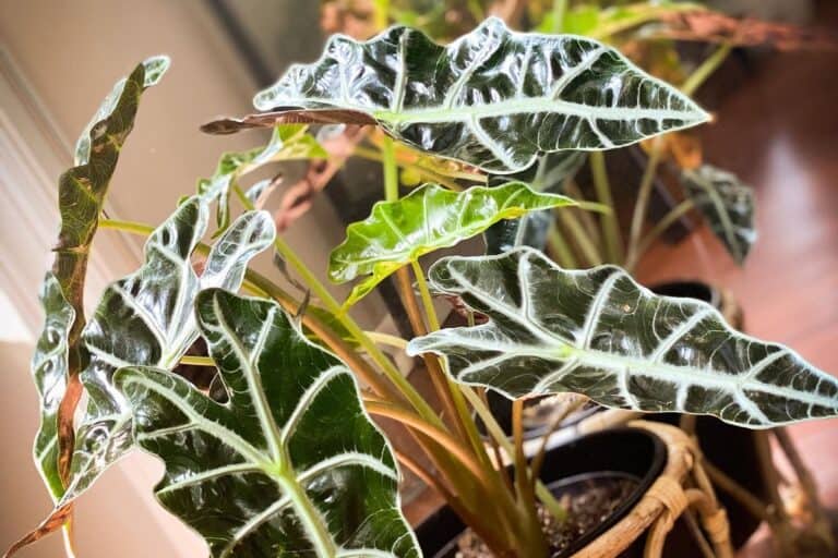 alocasia polly dormant